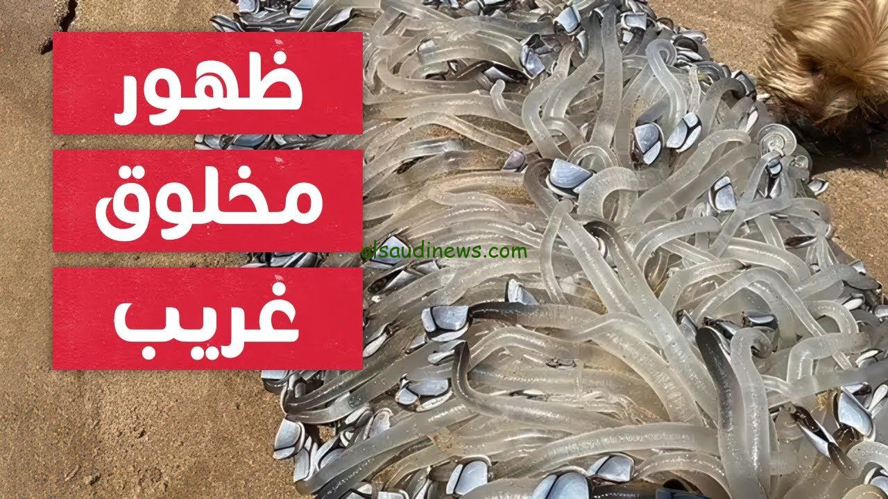 ظهور مخلوق غريب في استراليا