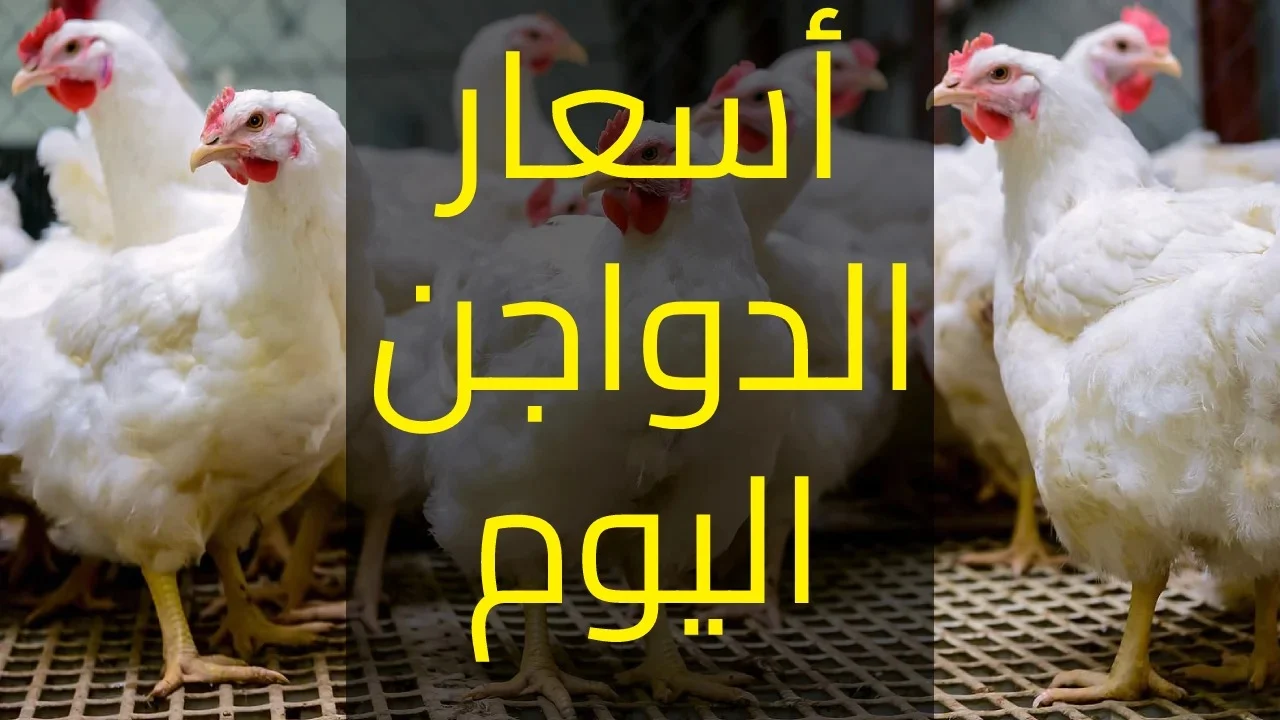 بورصة الدواجن اليوم أسعار الفراخ البيضاء والكتاكيت والبيض